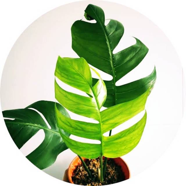 Tanaman Hias Philodendron Monstera Epipremnum pinnatum Tanaman Hias Philodendron Monstera Epipremnum pinnatum