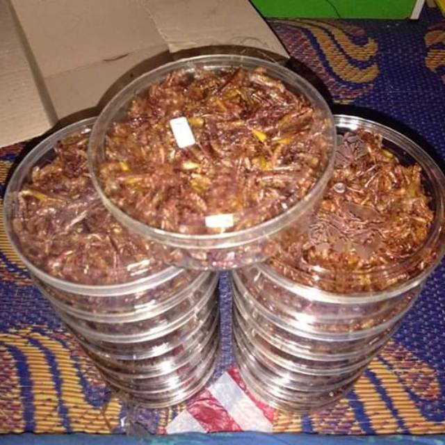 

Belalang tempur wonogiri(walang padi/utis)