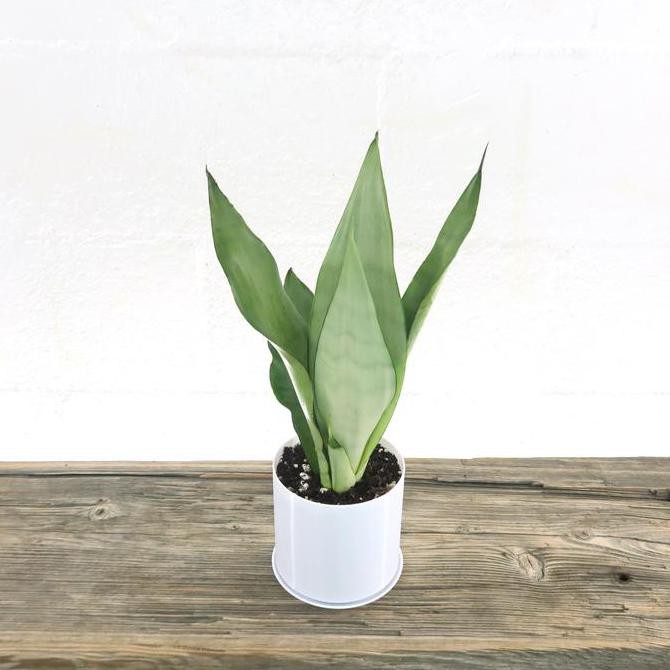 sansivera moonshine / sansevieria moonshine