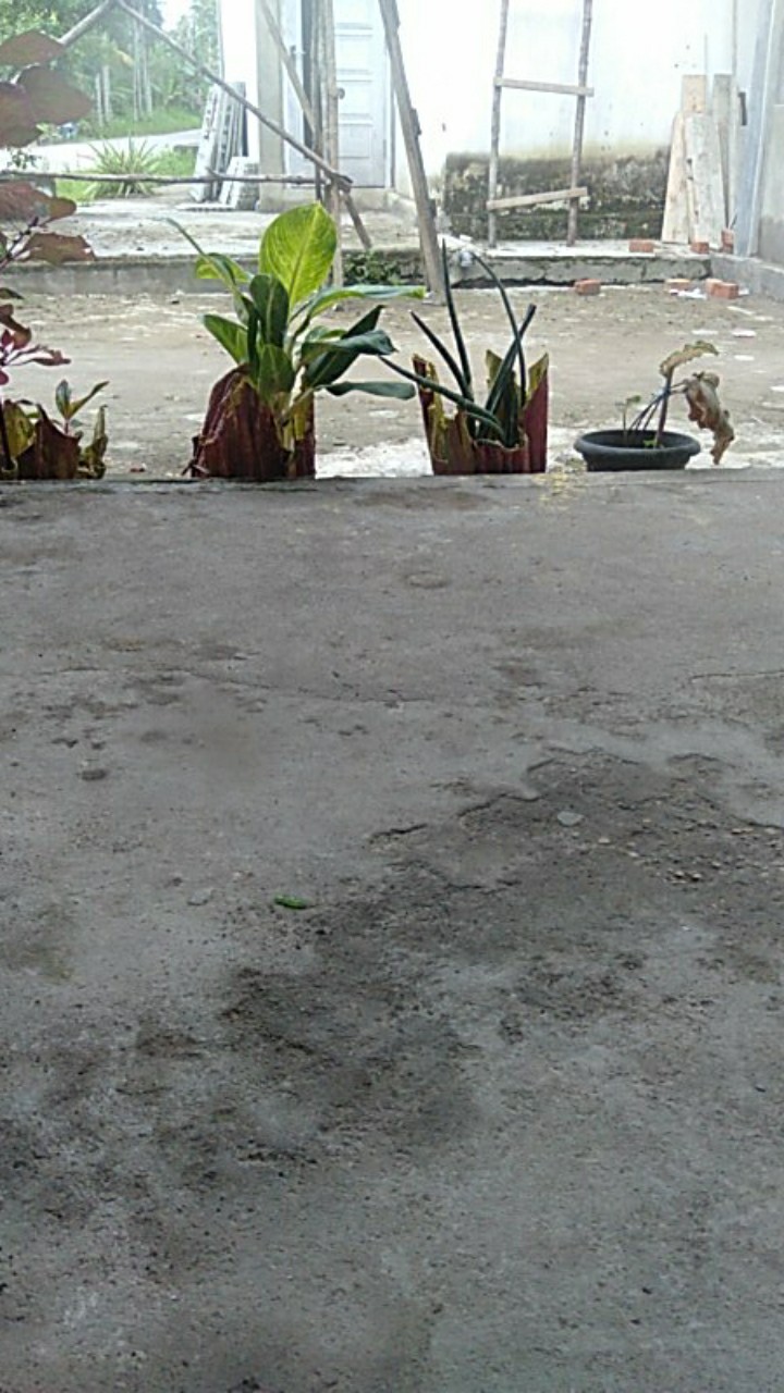 Tanaman Gantung Acalypa Ulat Merah