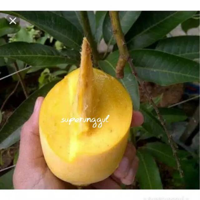 BIBIT MANGGA CHOKANAN