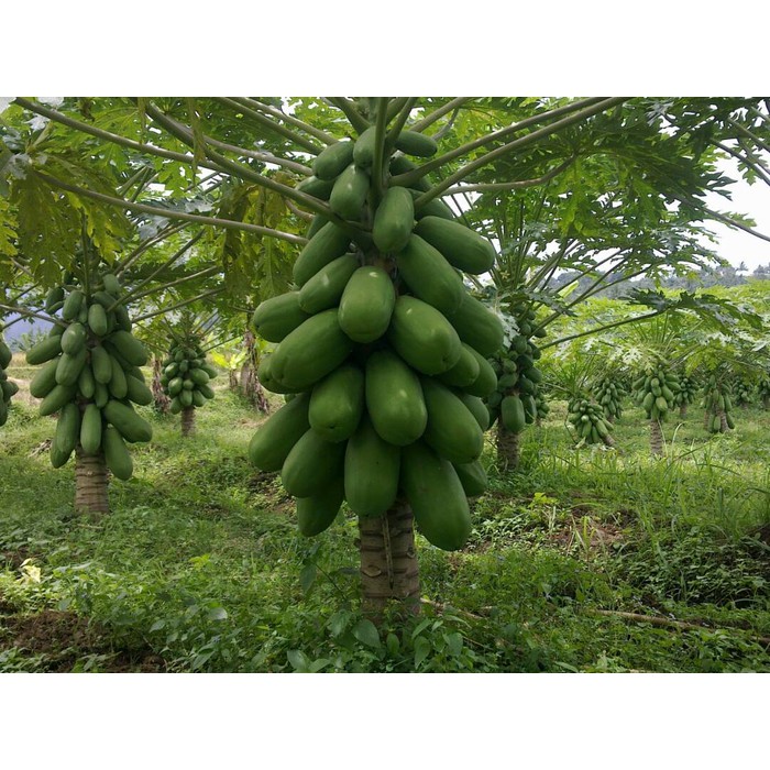 Promo Bibit pepaya california ipb9 Diskon