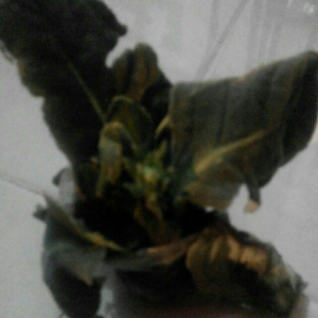 Tanaman Hias - Bibit Bunga Gloxinia