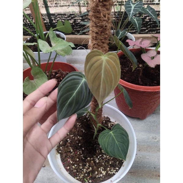 Philodendron Melano Ekonomis Daun 6+ Realpict
