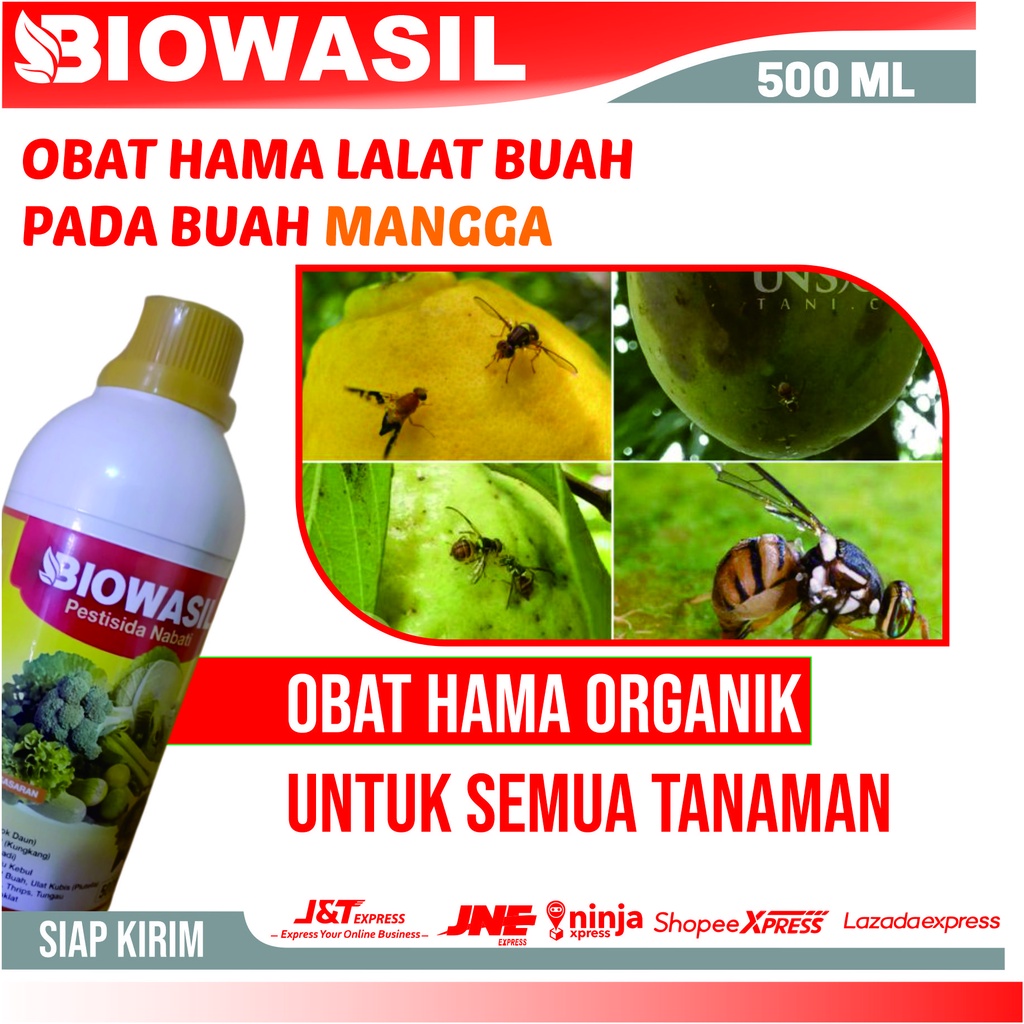 Promo Biowasil Insektisida Hama Lalat Buah Pada Mangga Arumanis Paling Ampuh - Insektisida Cair Untu