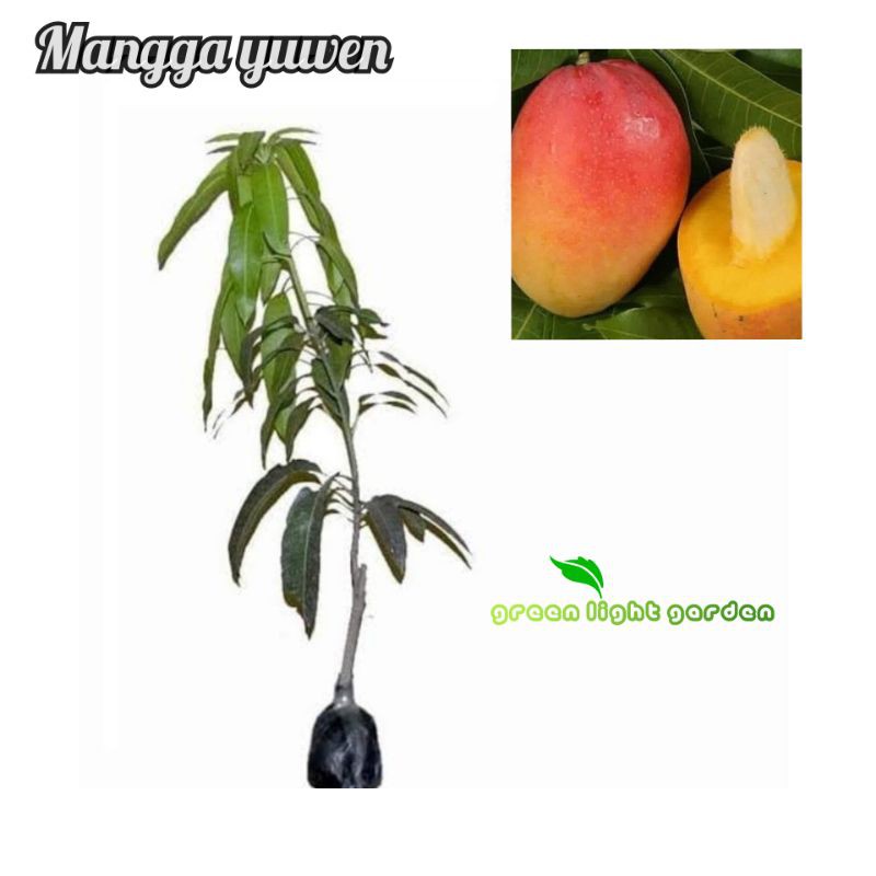 Bibit Buah Mangga Yuwen