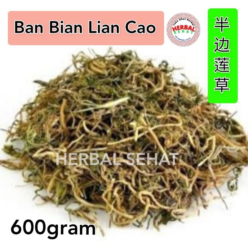 

Ban bian lian Lobelia chinensis 600 gram