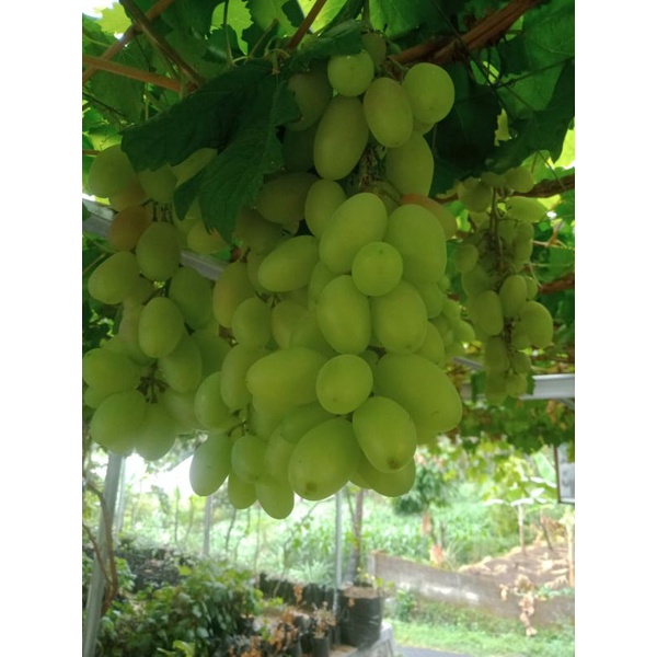 AB MIX anggur vegetatif+generatif