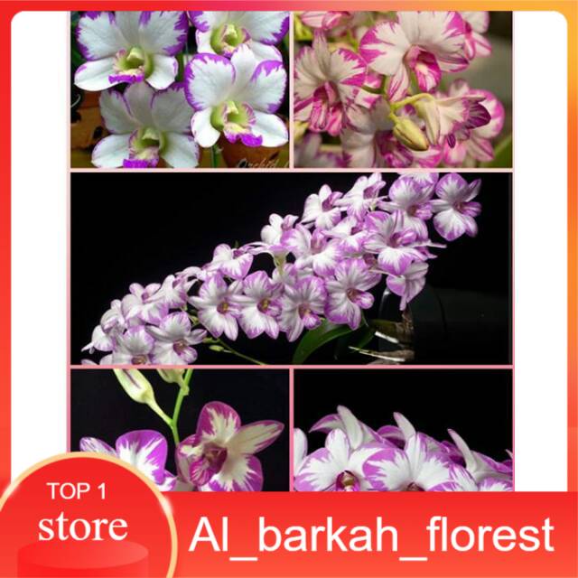 Anggrek Dendrobium Enobi Splash Remaja