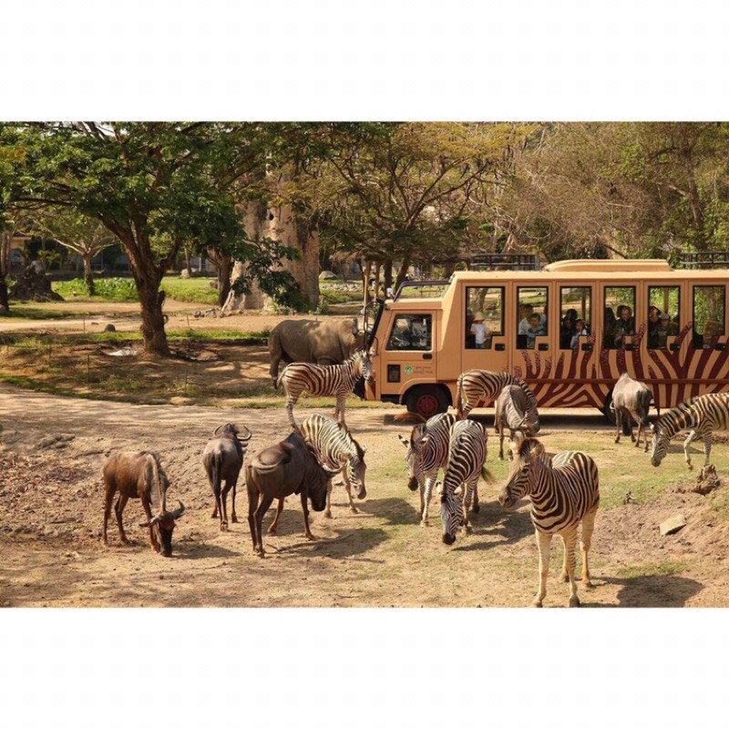 жираф с четырьмя рожками. язык сафари. национальный парк бвинди в африке фауна. сафари парк логотип. смешные животные.