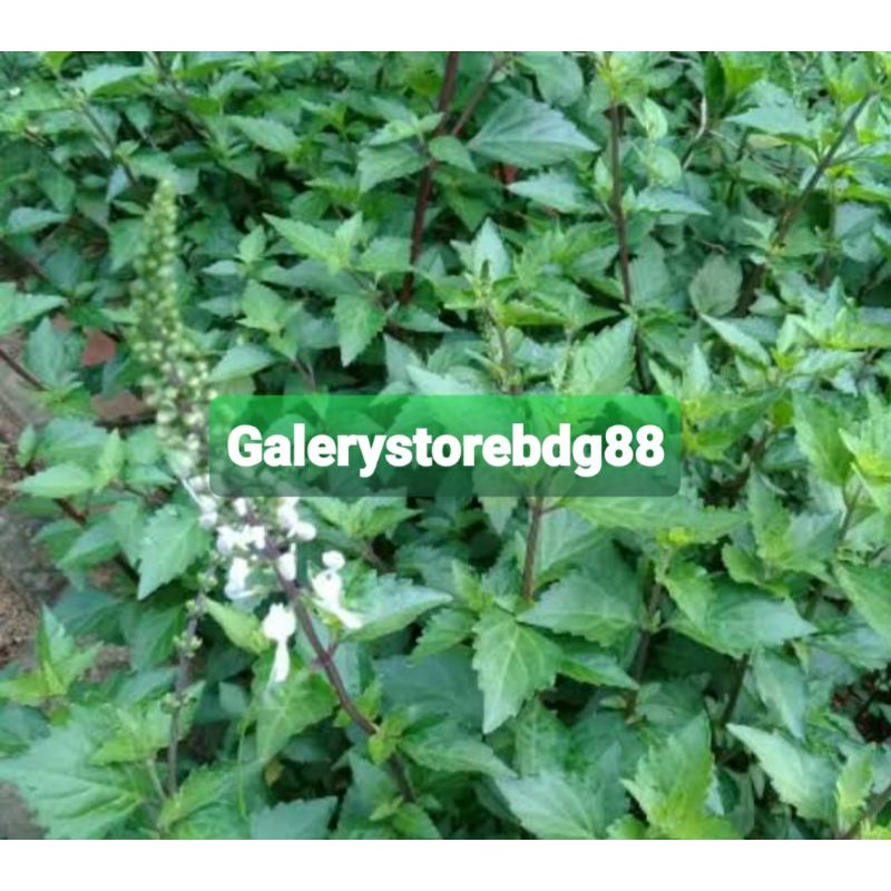 

Daun kumis kucing segar 500 gram BONUS daun keji beling petik langsung-az