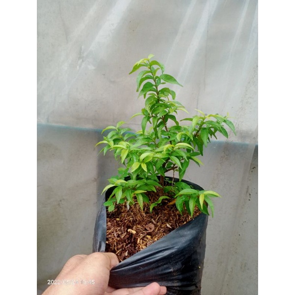 Bibit bonsai anting putri mikro
