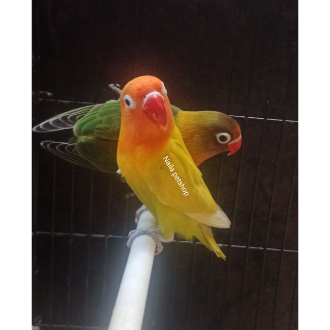 lovebird balibu
