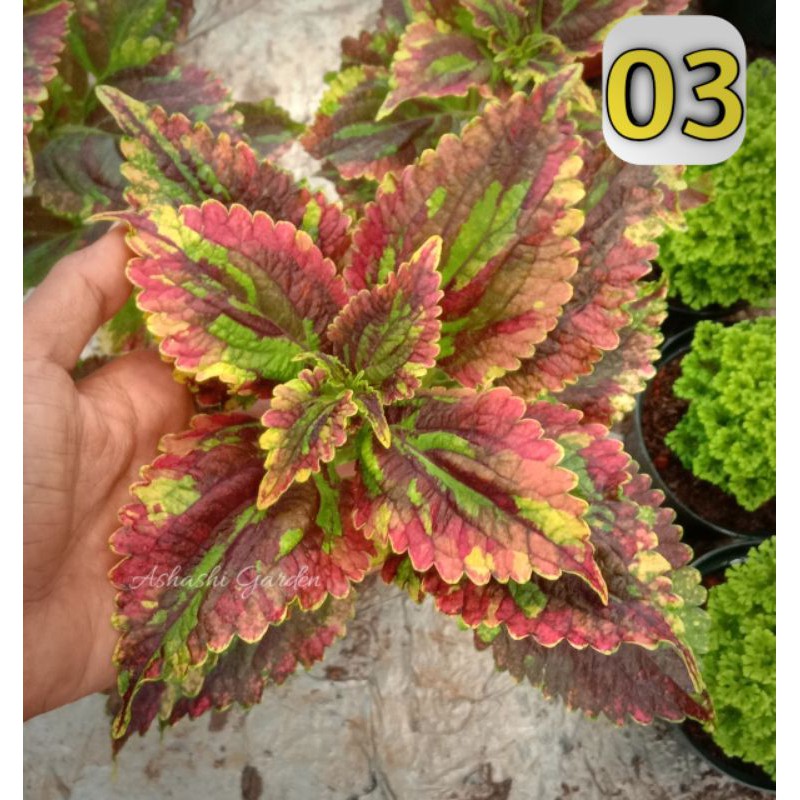 miana pelangi - miana premium