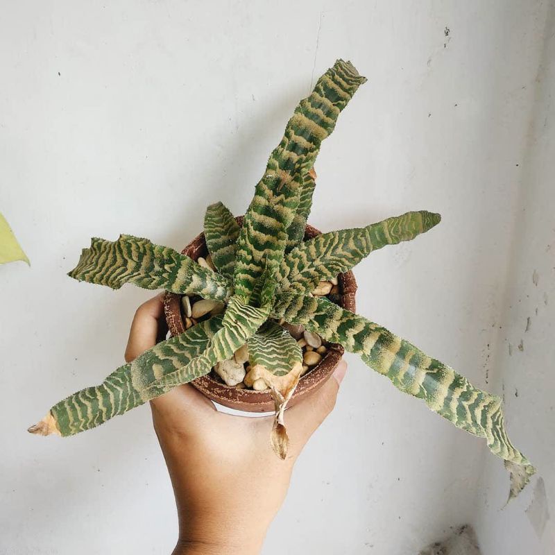 Tanaman hias Cryptanthus Zonatus