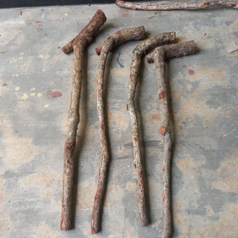 Bahan tongkat  kayu stigi bahan tongkat setigi laut bahan togkat kayu setigi