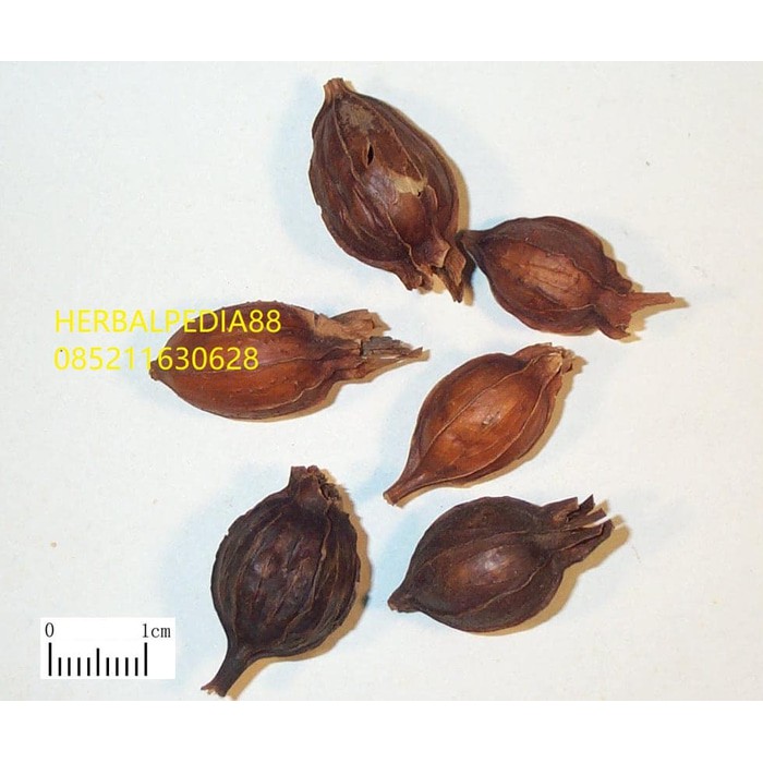 

zhi zi 栀子 Gardeniae Fructus 600 gram