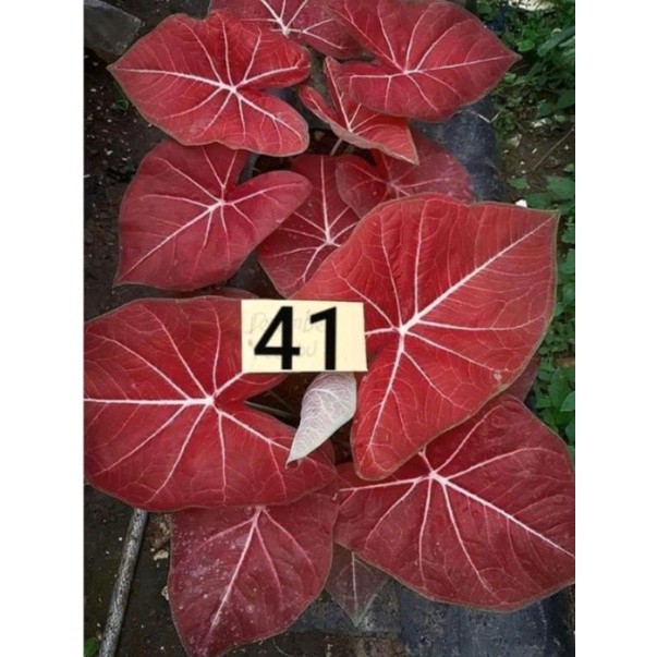 caladium h41
