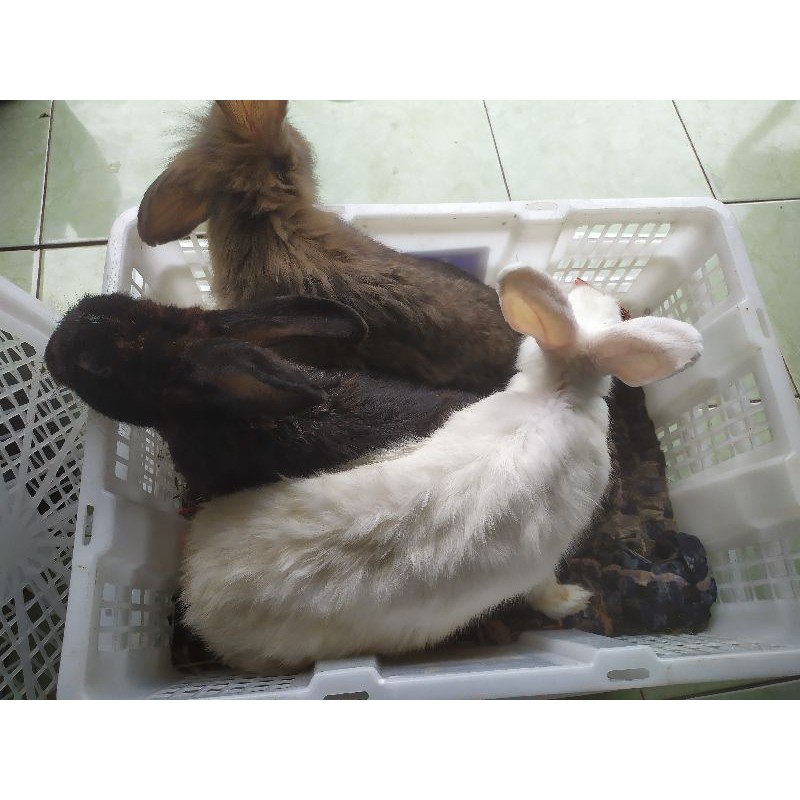 jual calon indukan kelinci lokal
