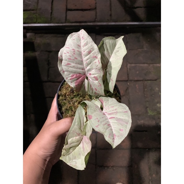 Tanaman Hias Syngonium Milk confetti / Singonium Milk Confetti