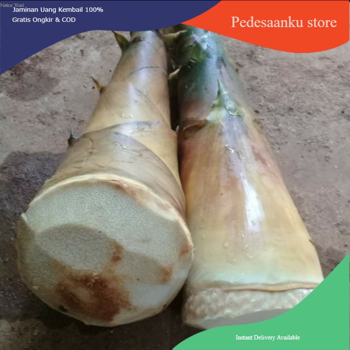 

REBUNG BAMBU KUNING ASLI 1 KILOGRAM-rebung herbal kaya manfaat