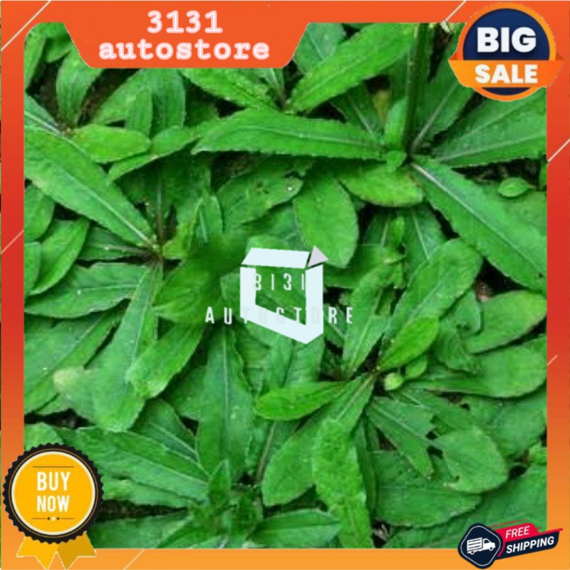 

DAUN SEGAR TAPAK LIMAN / DAUN HERBAL / FRESH / BERKHASIAT