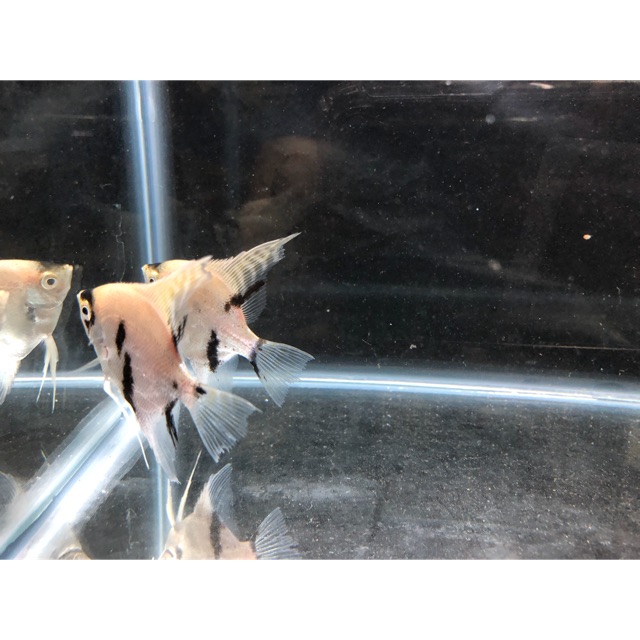 Ikan hias manfish tri color / ikan manfish tri color