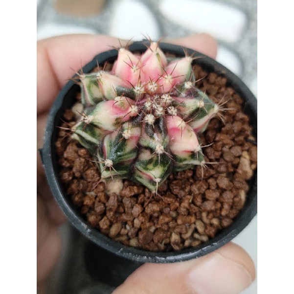 Gymno miha Hybrid Black pinky