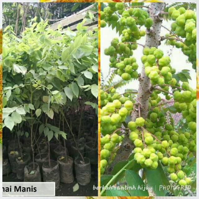 bibit buah cermai