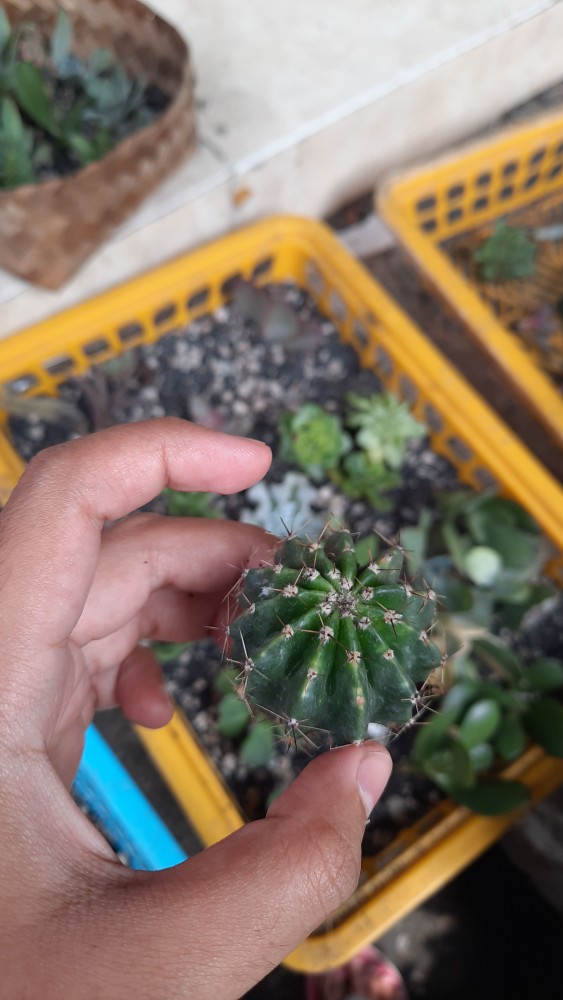 Kaktus Echinopsis