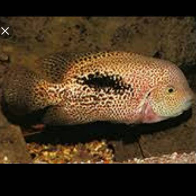 Vieja Hartwegi Tailbar Cichlid Cichlasoma Paratheraps Theraps American