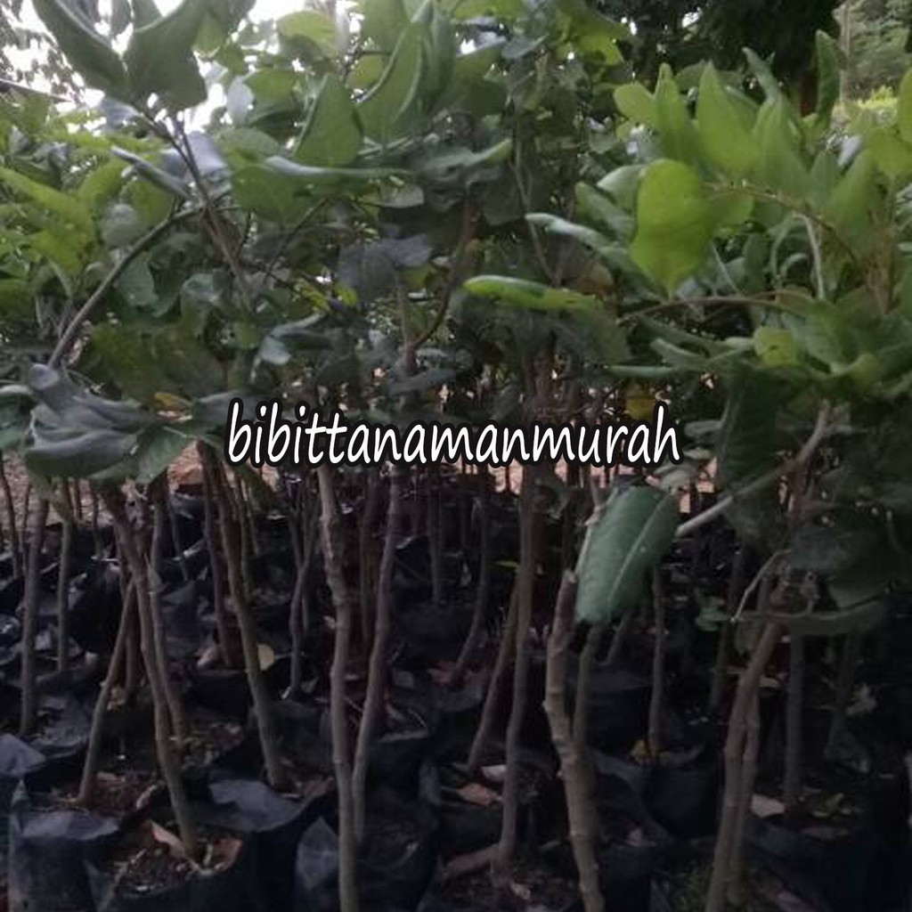 BIBIT KELENGKENG PIMPONG OKULASI (COCOK DI TANAM POT)