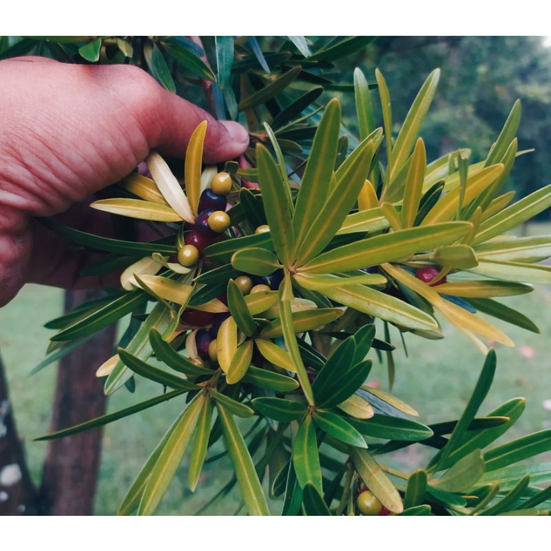 lohansung pupus kuning /yellow