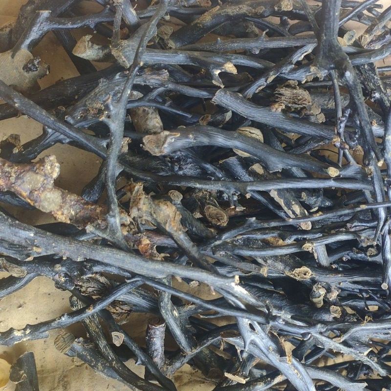 Akar bahar hitam setengah kilo