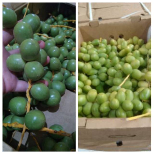 

Kurma muda dan 2 zuriat