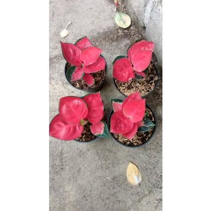bunga aglonema suksom mangkuk/mangkok/sukzom mangkuk/ mangkok
