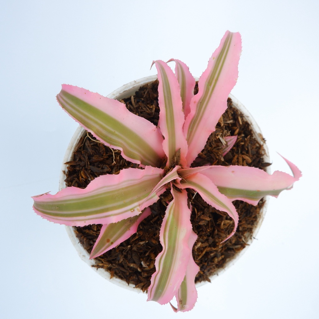 Cryptanthus Pink - Kriptantus Pink - Tanaman Hias