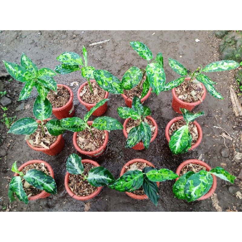 aglonema pictum tricolor