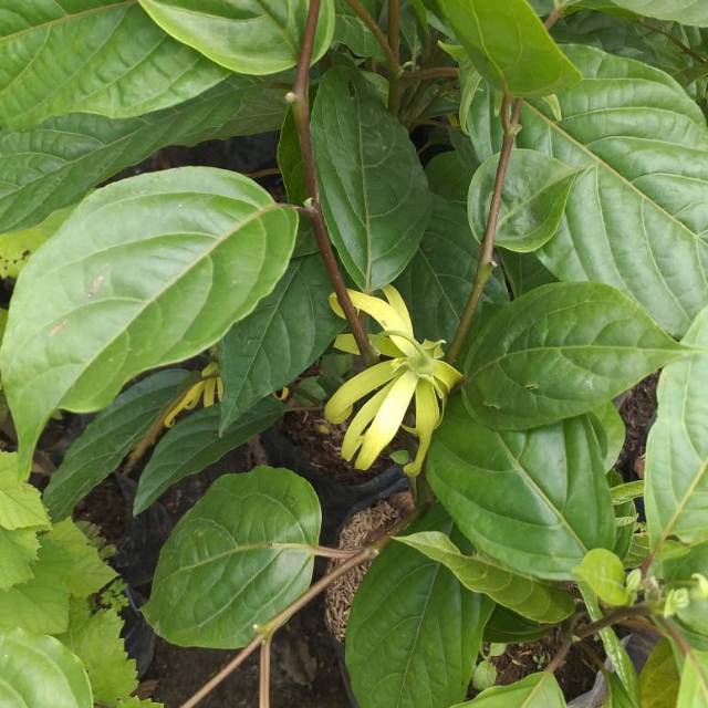 Bunga kenanga / benih herbal / hiasan taman
