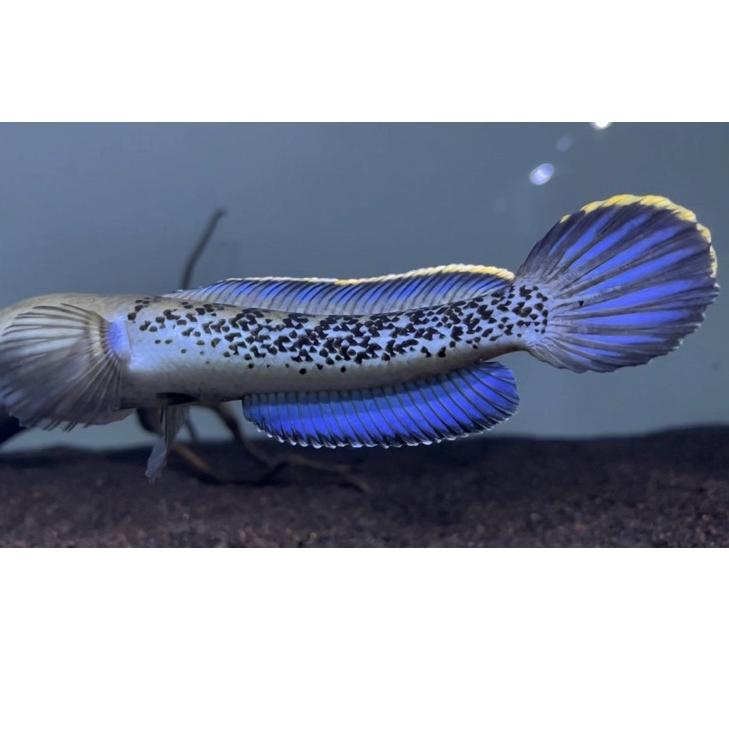 Terbaik.. Baby stewartii grade A dot melimpah rim tebal size 8 9 10,