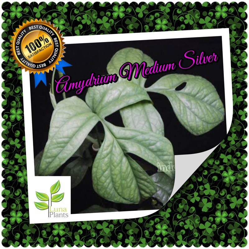 Tanaman hias philodendron amydrium medium silver - Bibit amydrium medium silver