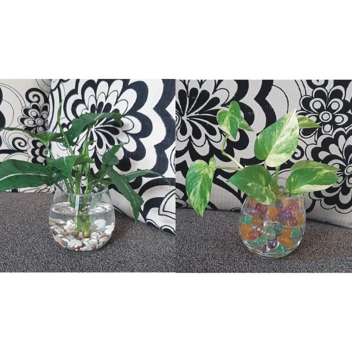 Tanaman Air Pot Kaca