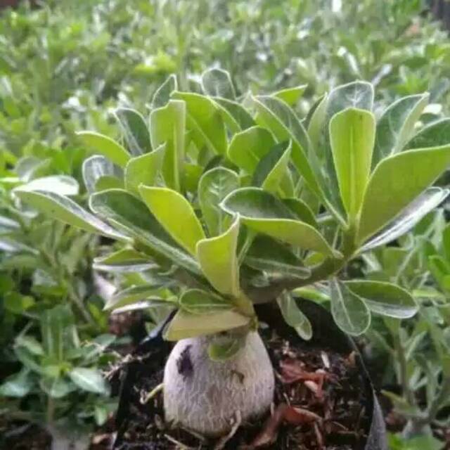 Tanaman hias bibit bonsai  kamboja jepang adenium bonggol besar
