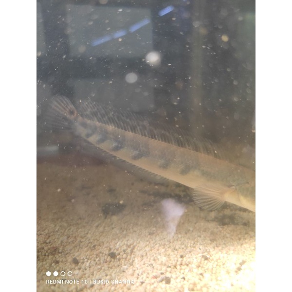 YS CABUNG 20CM ( SORTIRAN KERAS )  FREE KETAPANG 