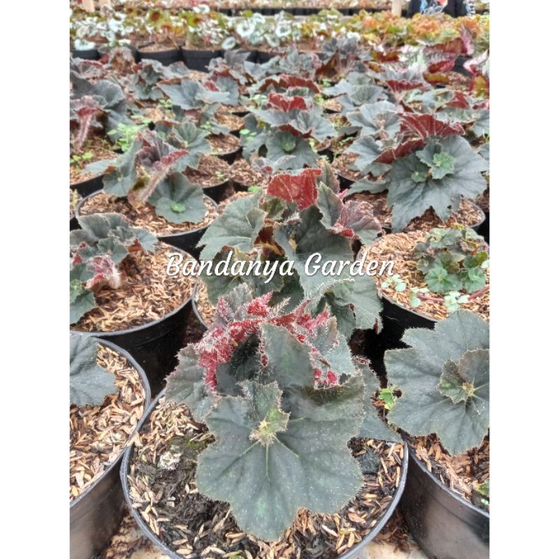 Tanaman Hias Begonia Black Mamba Keong Hitam