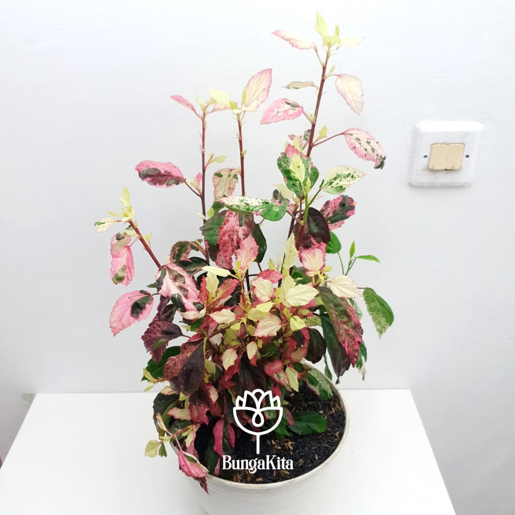 Tanaman Hias Kembang SEPATU VARIEGATA