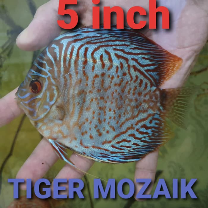 well-55 ikan discus 5 inch kurang (4.75 inch) ikan diskus discuss