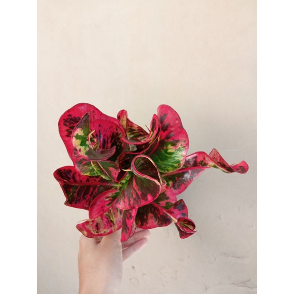 puring apel washington