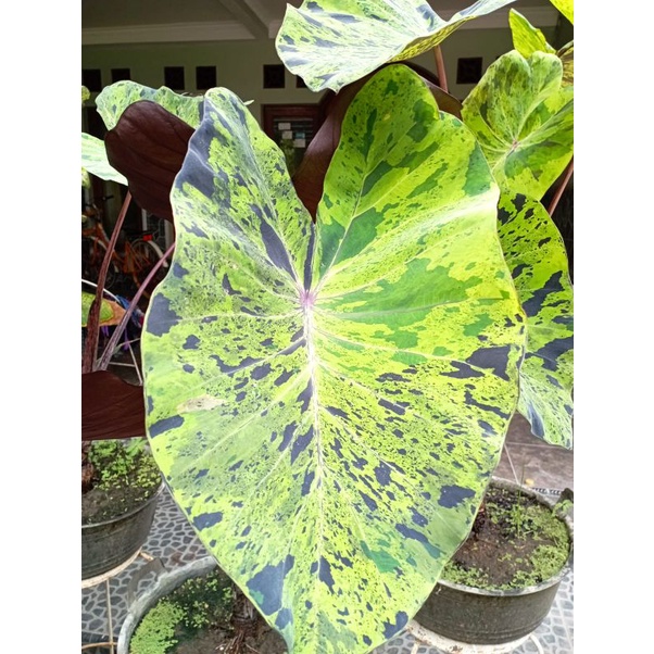 Colocasia Mojito
