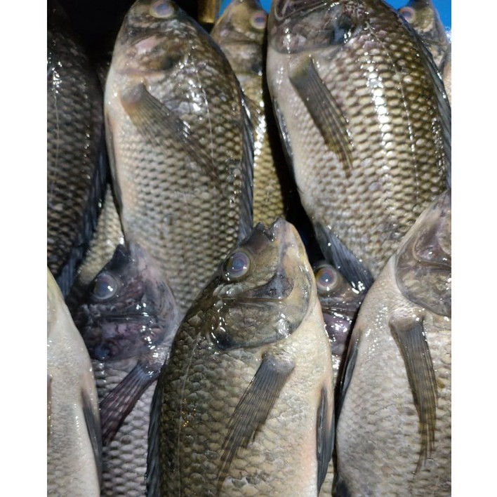 

Ikan Nila Segar | Ikan Nila Fresh